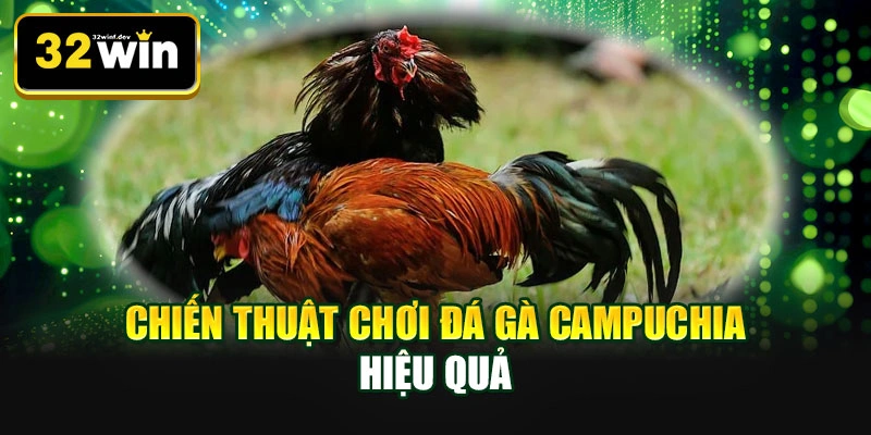 Chiến thuật chơi đá gà Campuchia hiệu quả