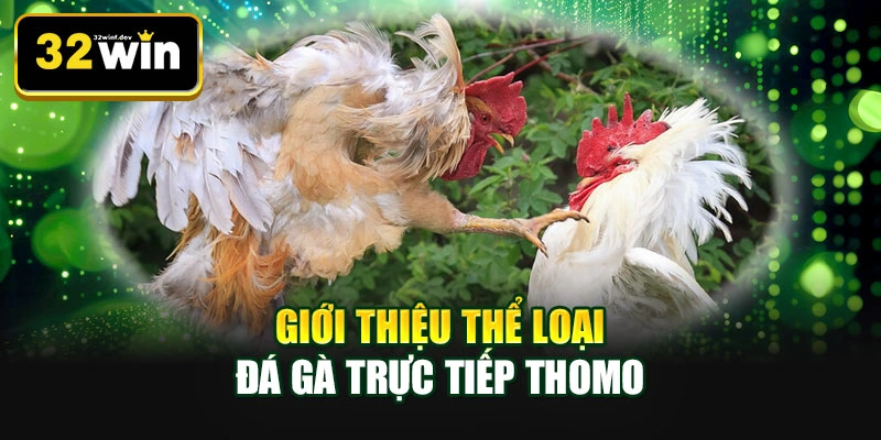 Giới thiệu thể loại đá gà trực tiếp Thomo