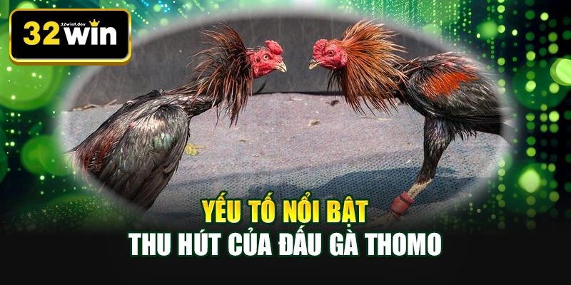 Yếu tố nổi bật thu hút của đấu gà Thomo